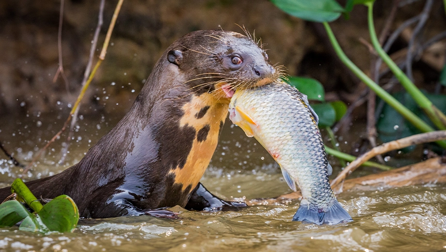 Giant river otter eating fish