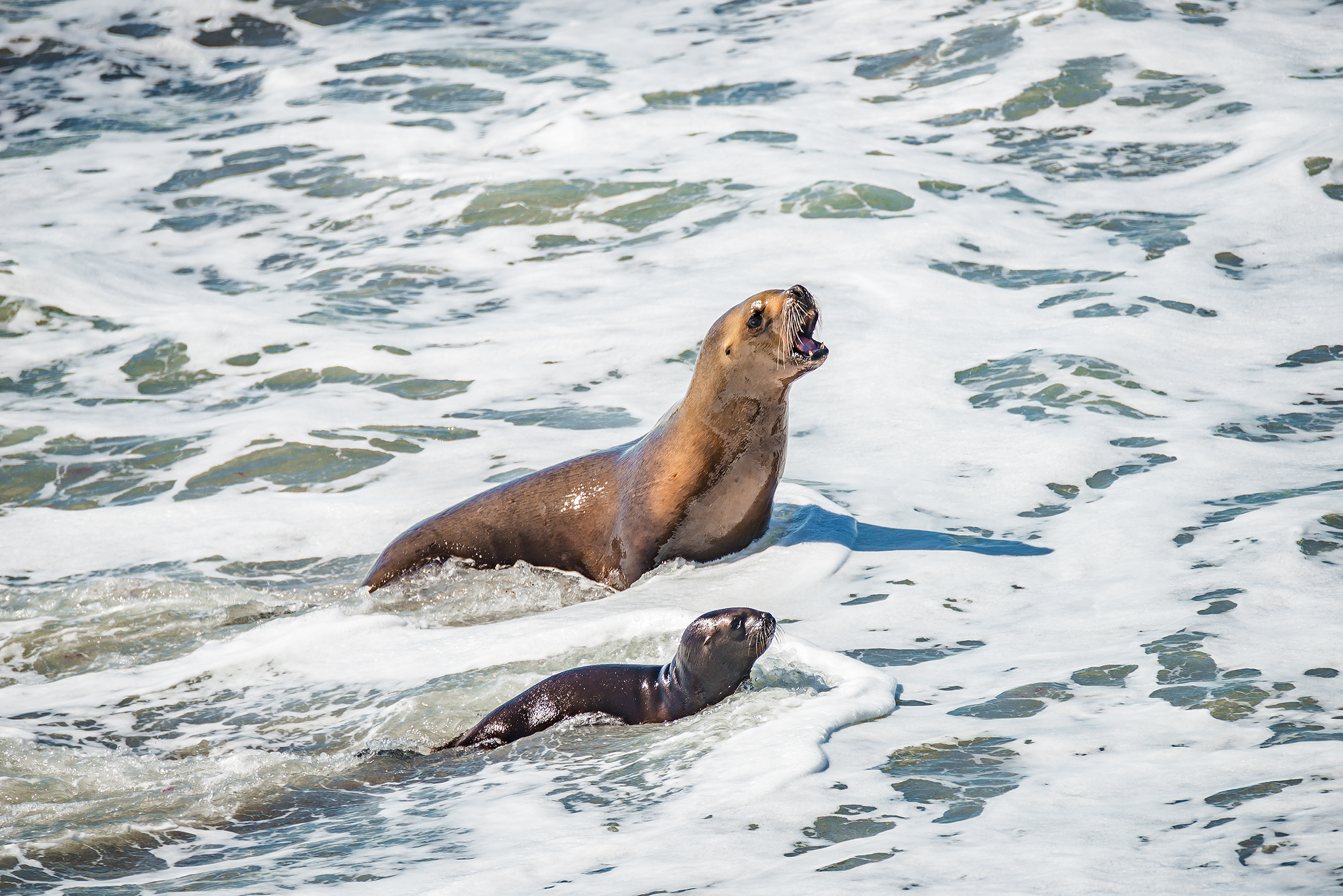 Argentina, Peninsula Valdes, Sealions