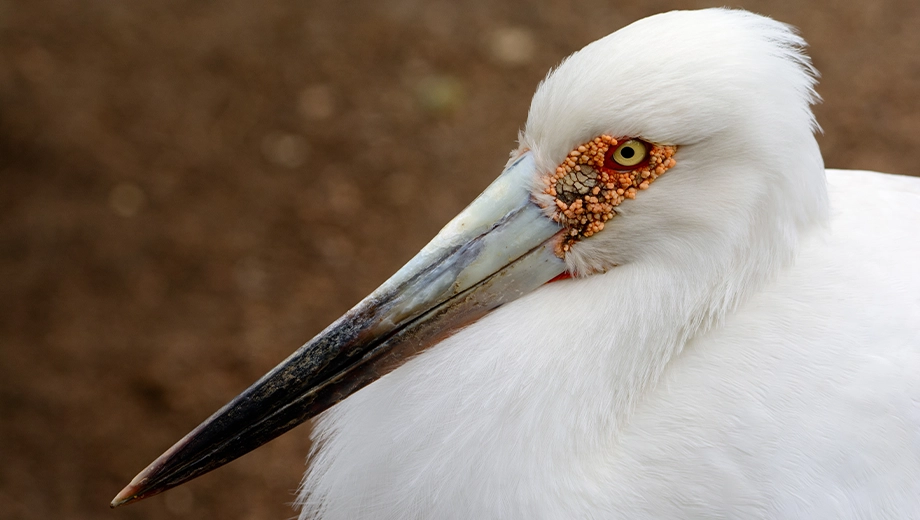 Maguari stork close-up, The Chaco