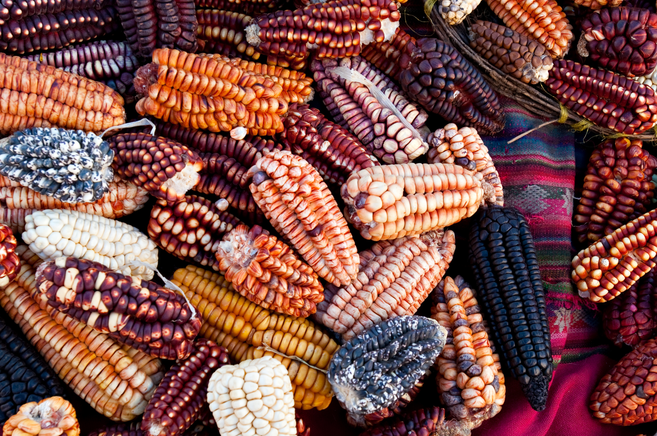 Peru_Corn_Cusco_Market