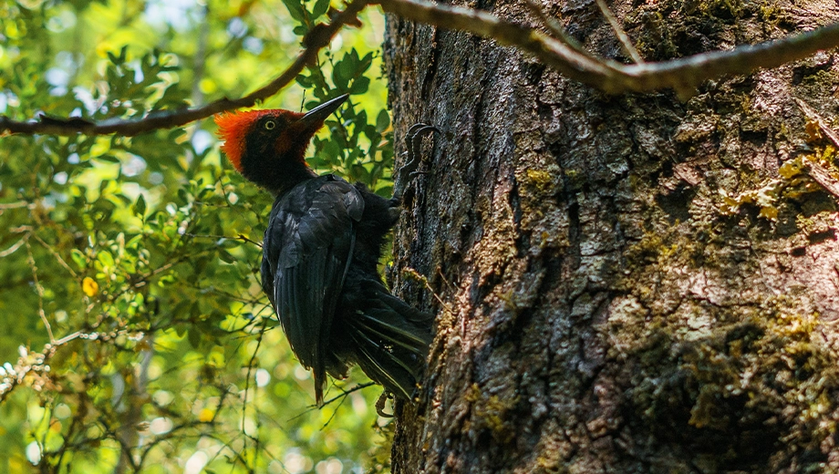 Chile red winged blackbird, Cochamó Valley