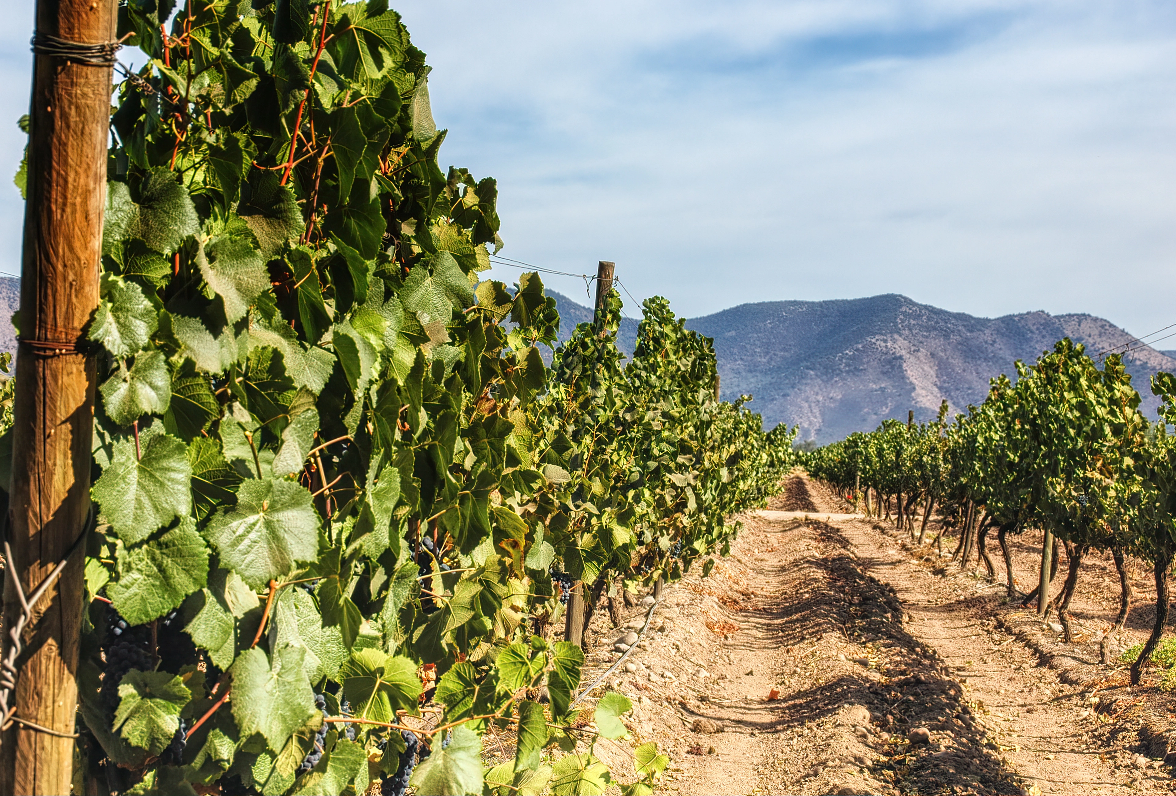 Chile_Maipo_Valley_Wine_Region_Banner