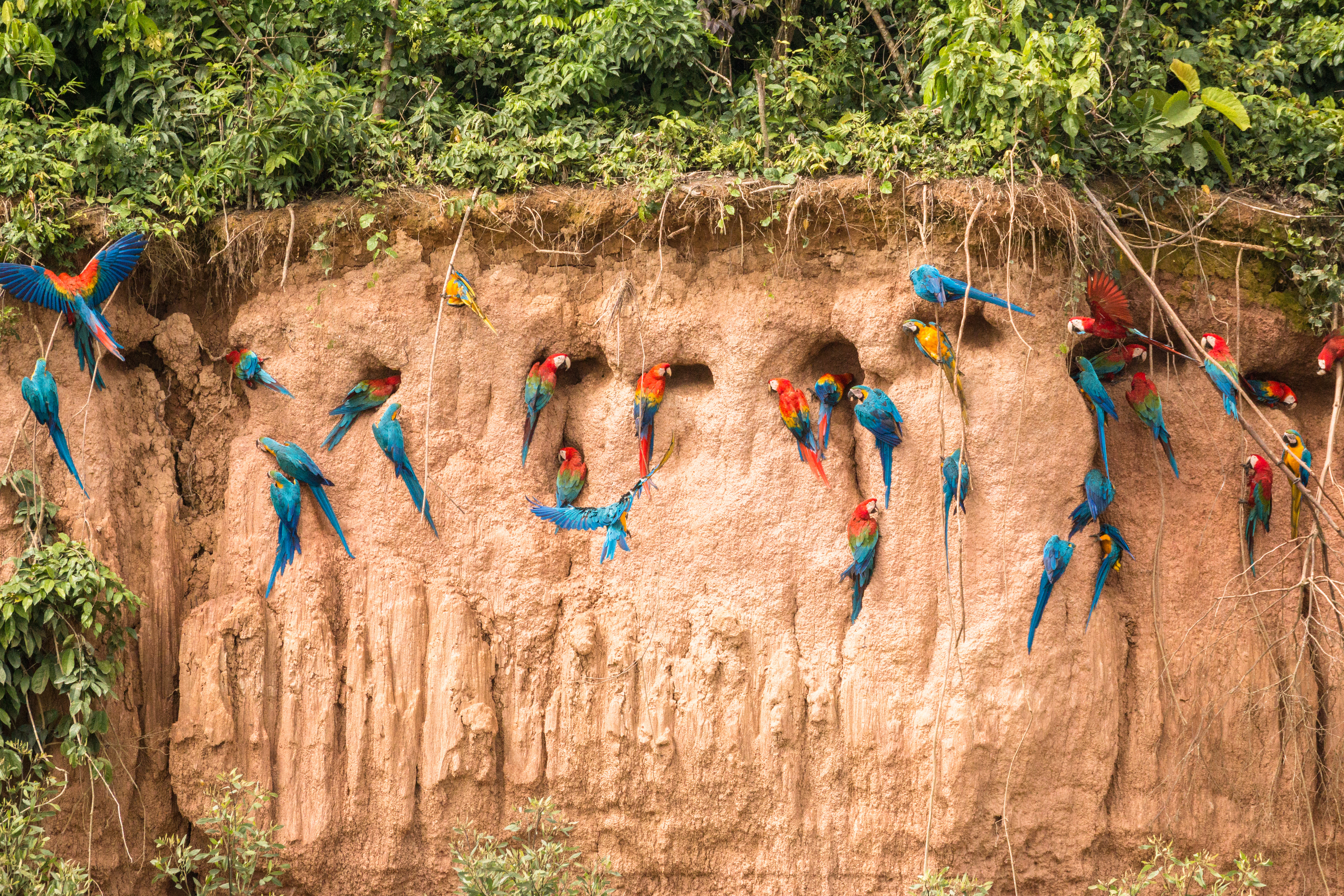 Peru_Amazon_Clay_Lick_Macaws