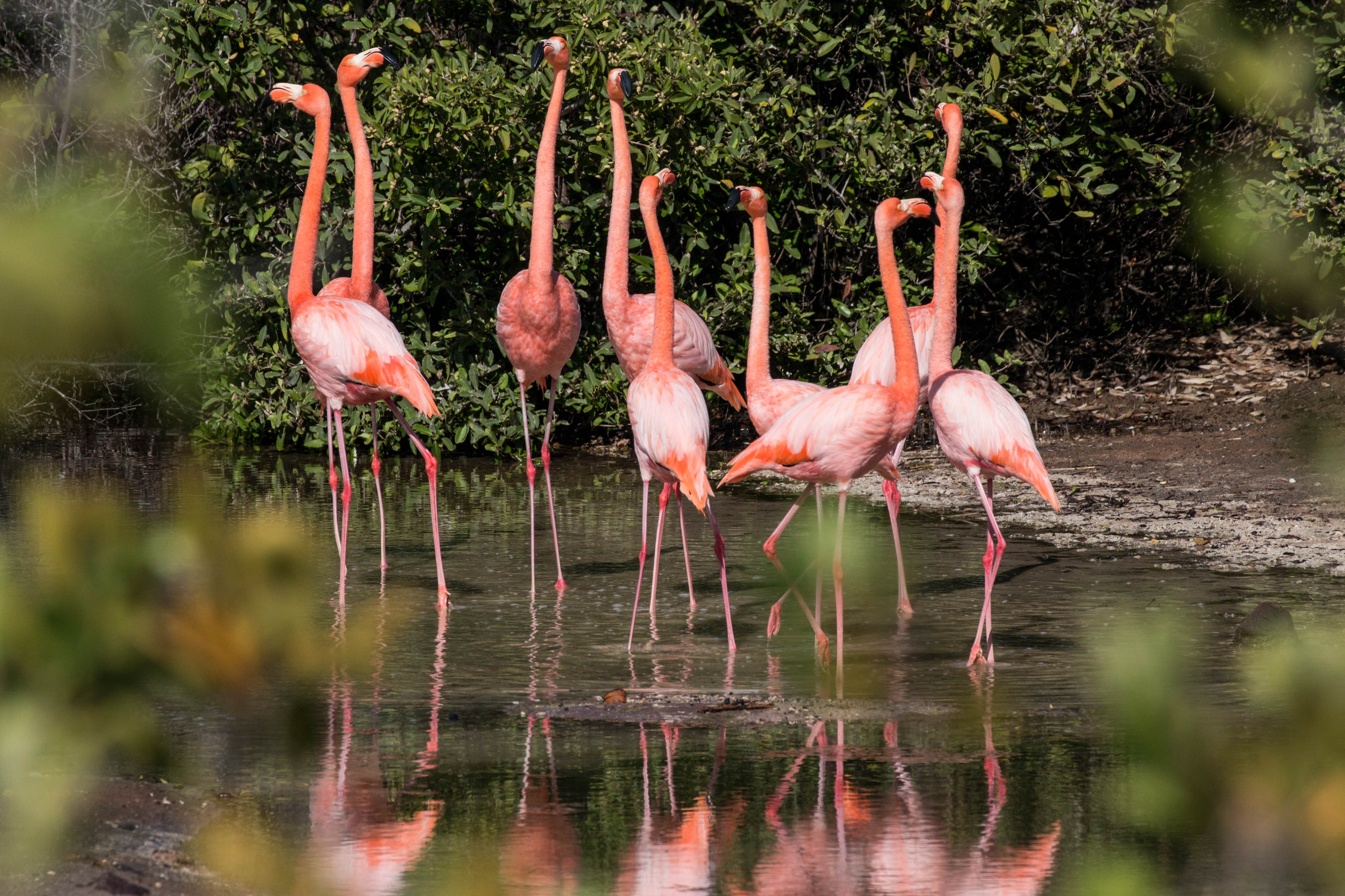 Galapagos_Flamingo