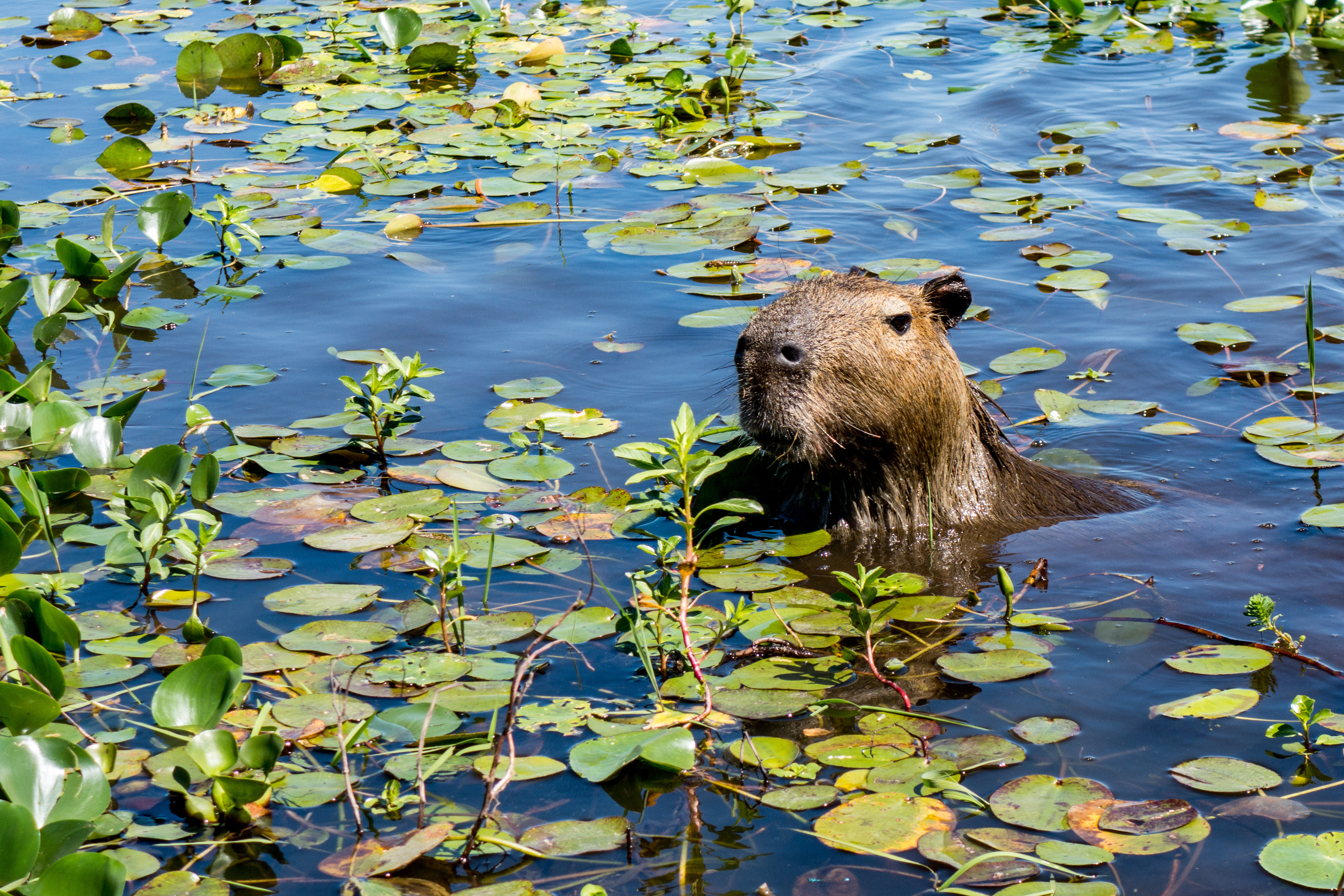 Arg_Ibera_Wetlands