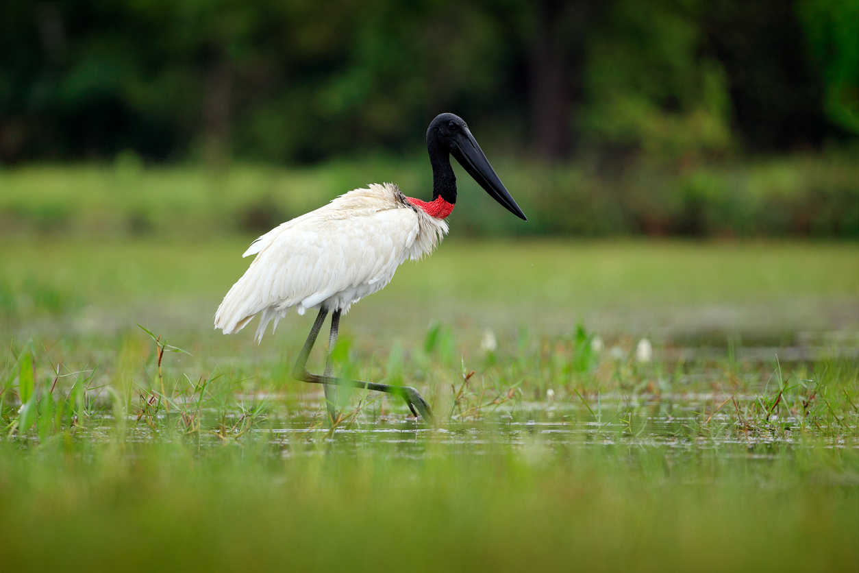 Jabiru Stork