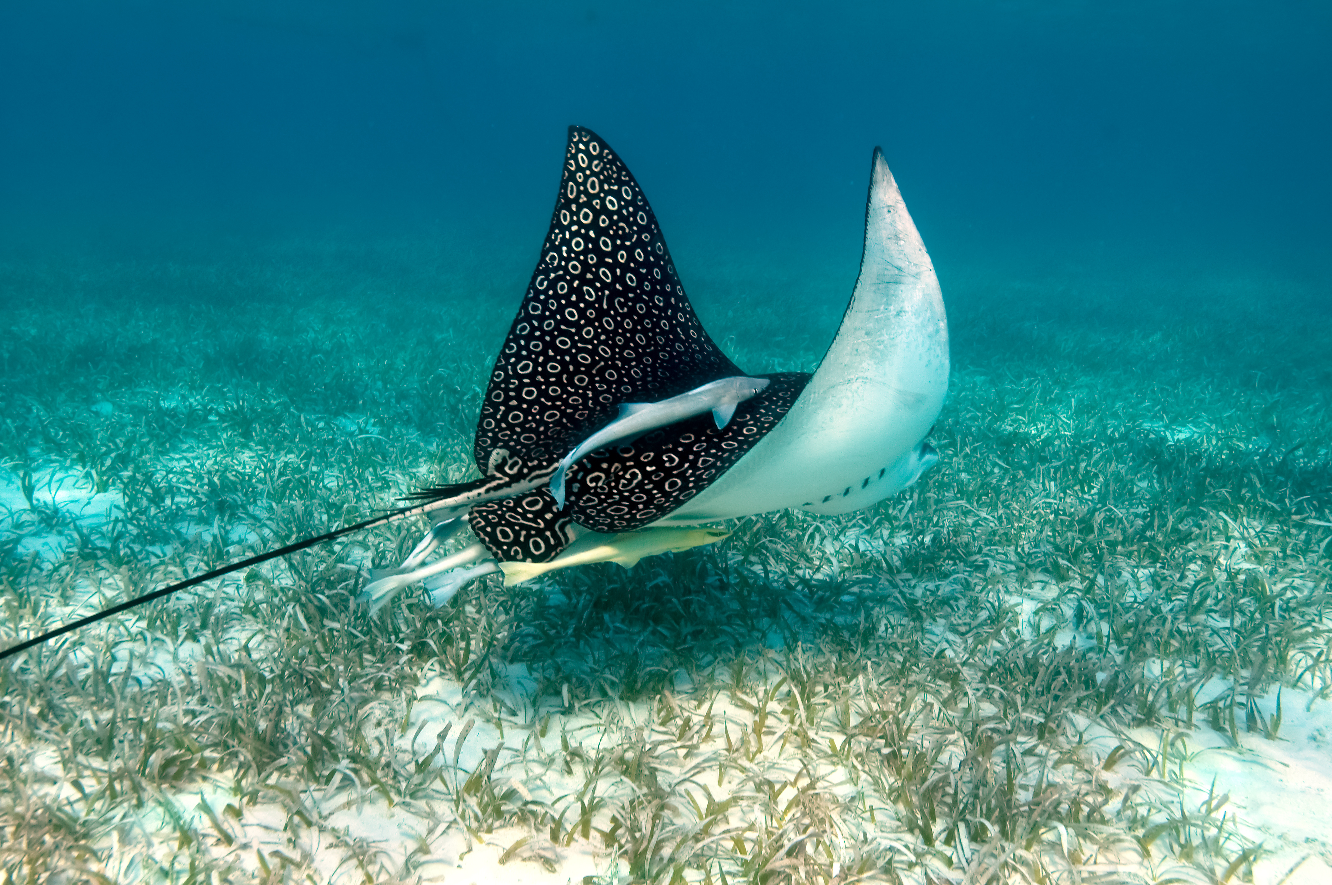 Belize_Marine_Life_Ray