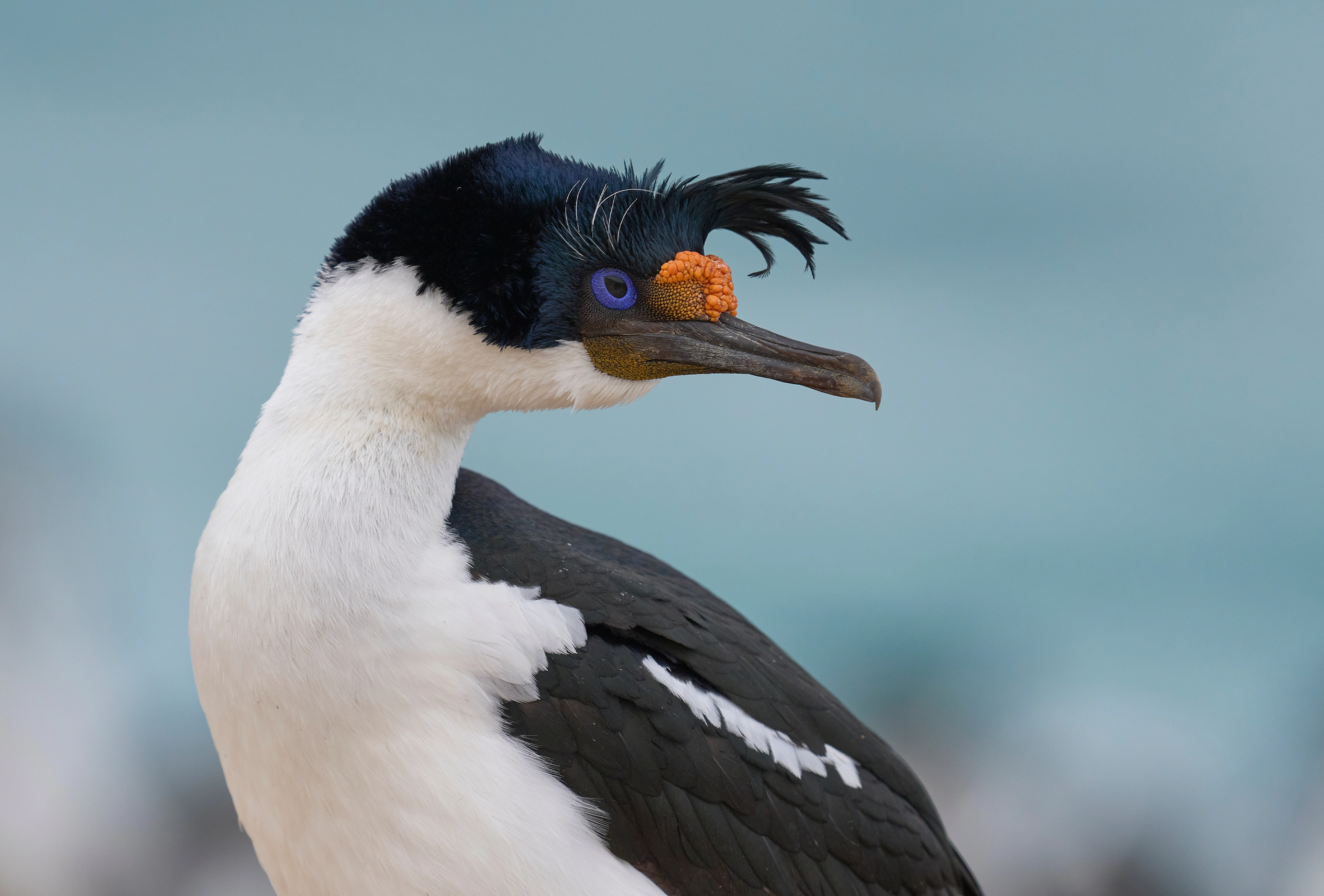 Falklands_Carcass Island_Imperial shag