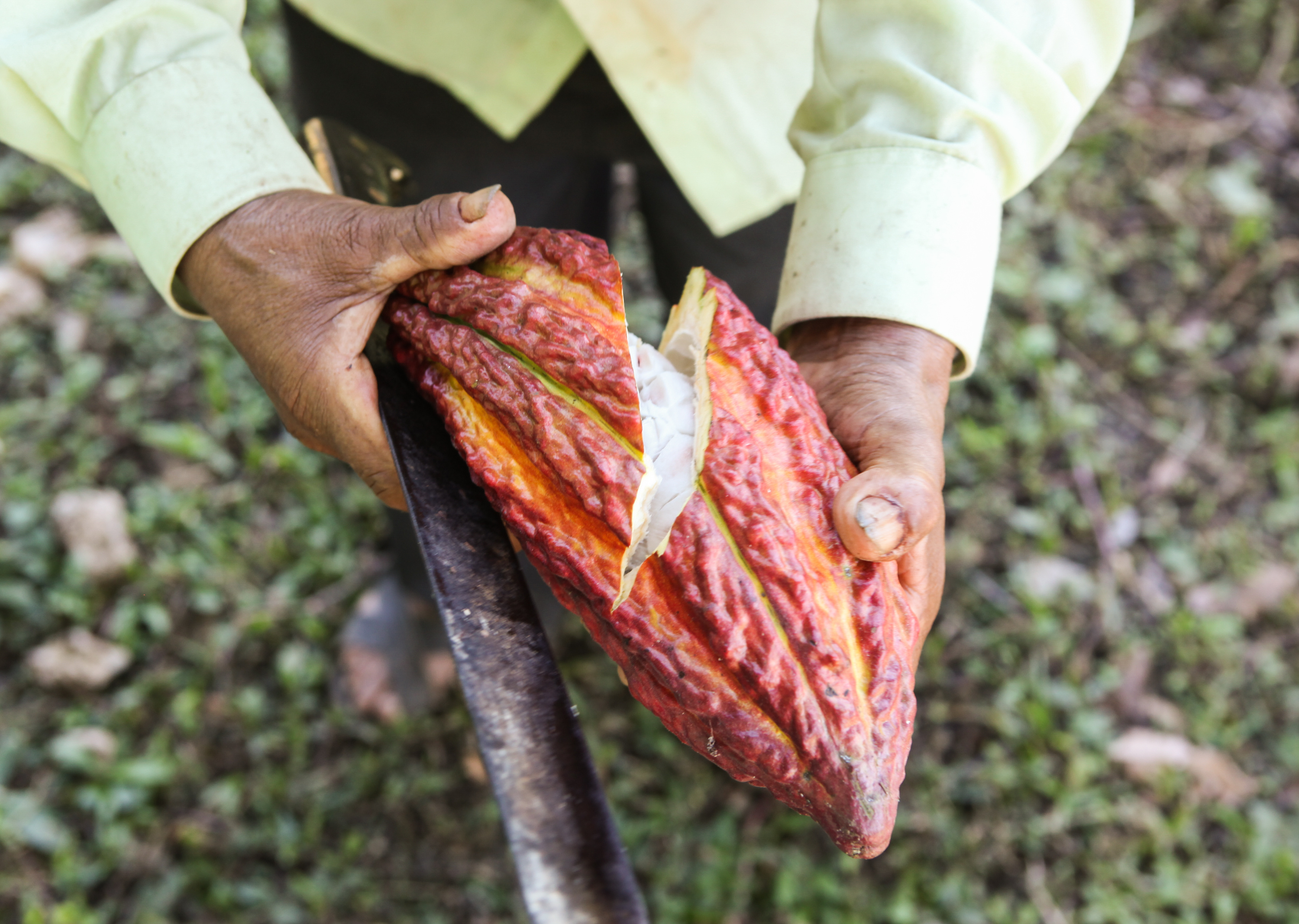 Peru_Cocoa_Pod_Huayhuantillo