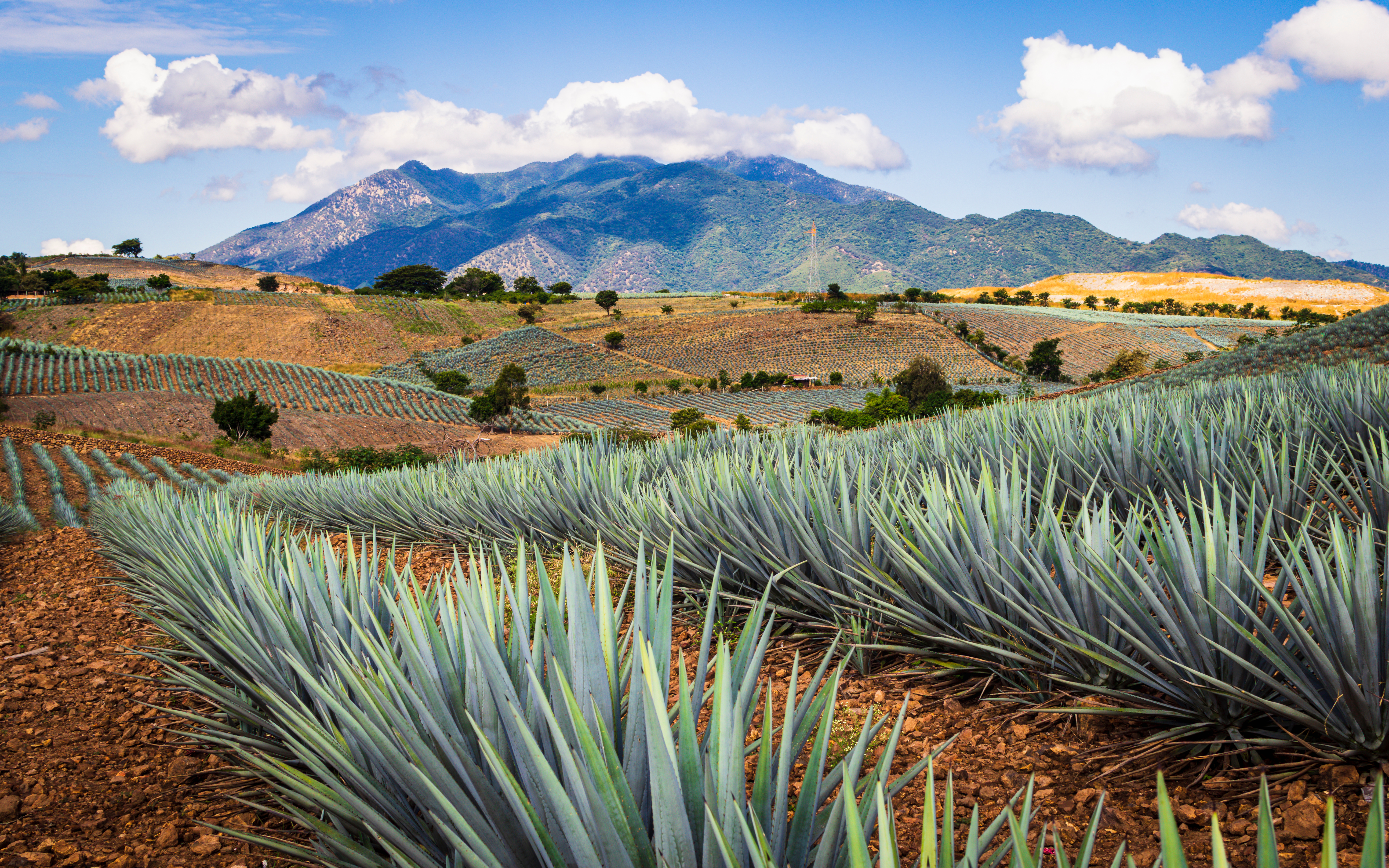 Mexico_Agave_Crop