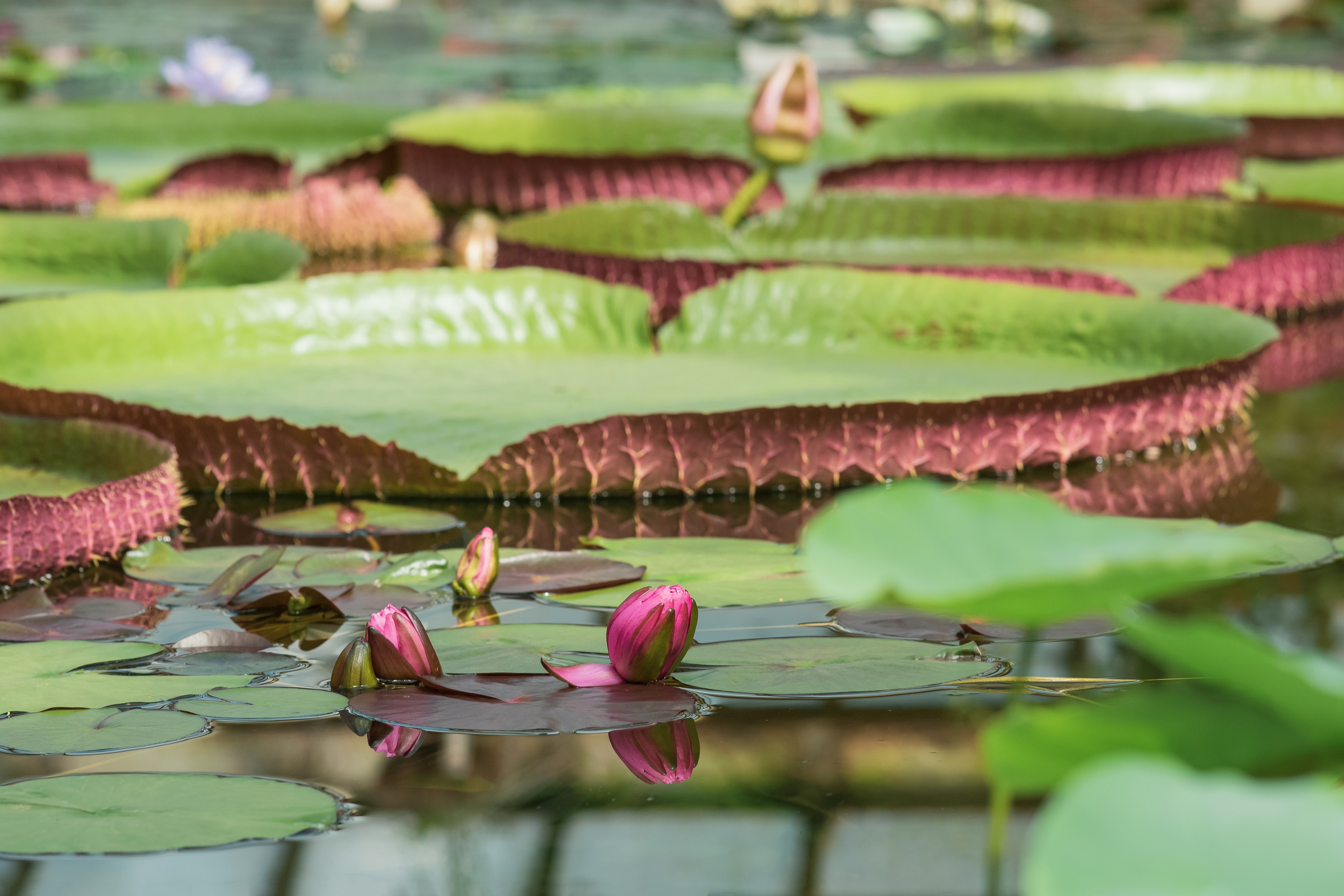 Guyana_Amazonica_Water_Lily