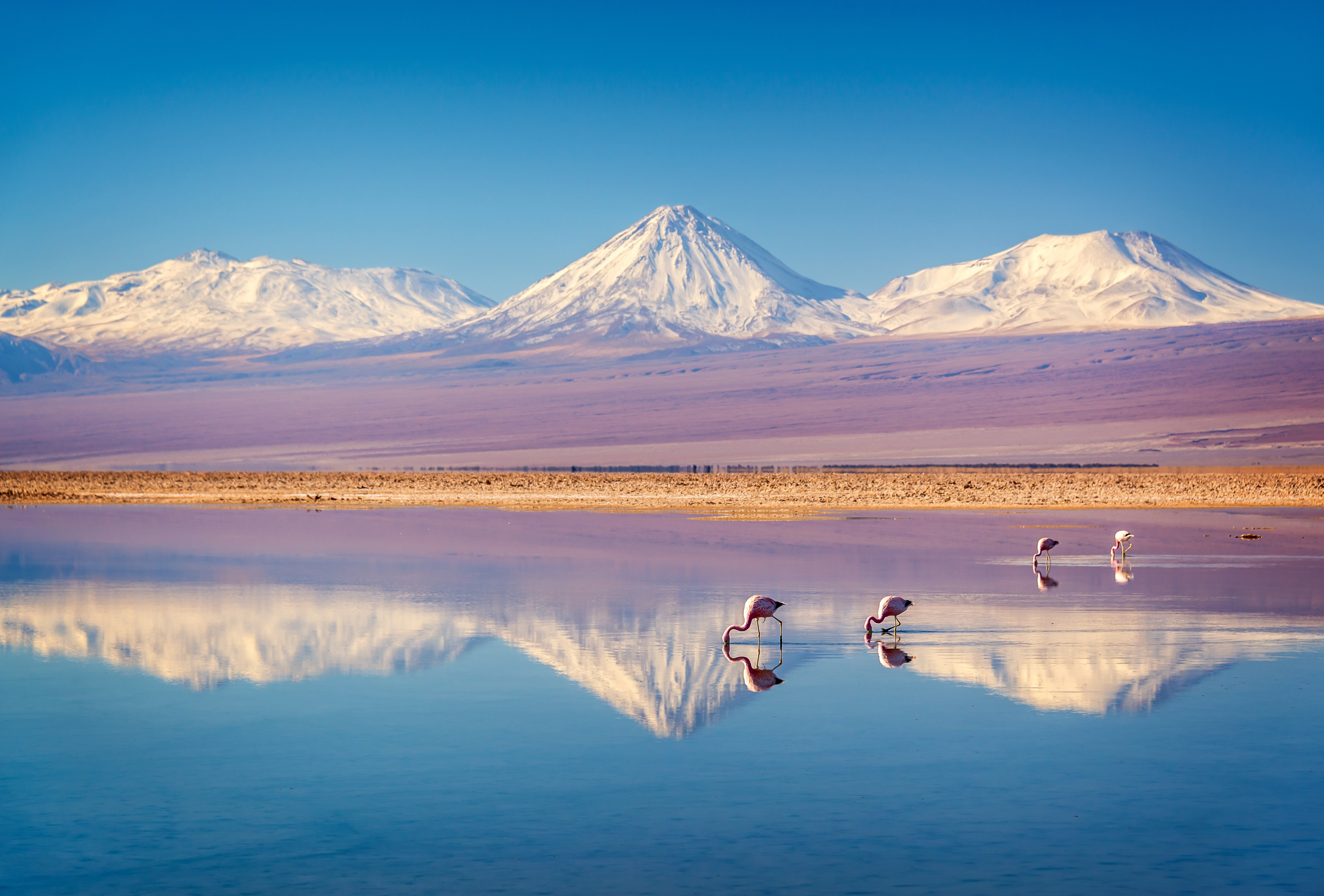 Chile_Atacama_Desert_Flamingo_Salt_Lake_Banner