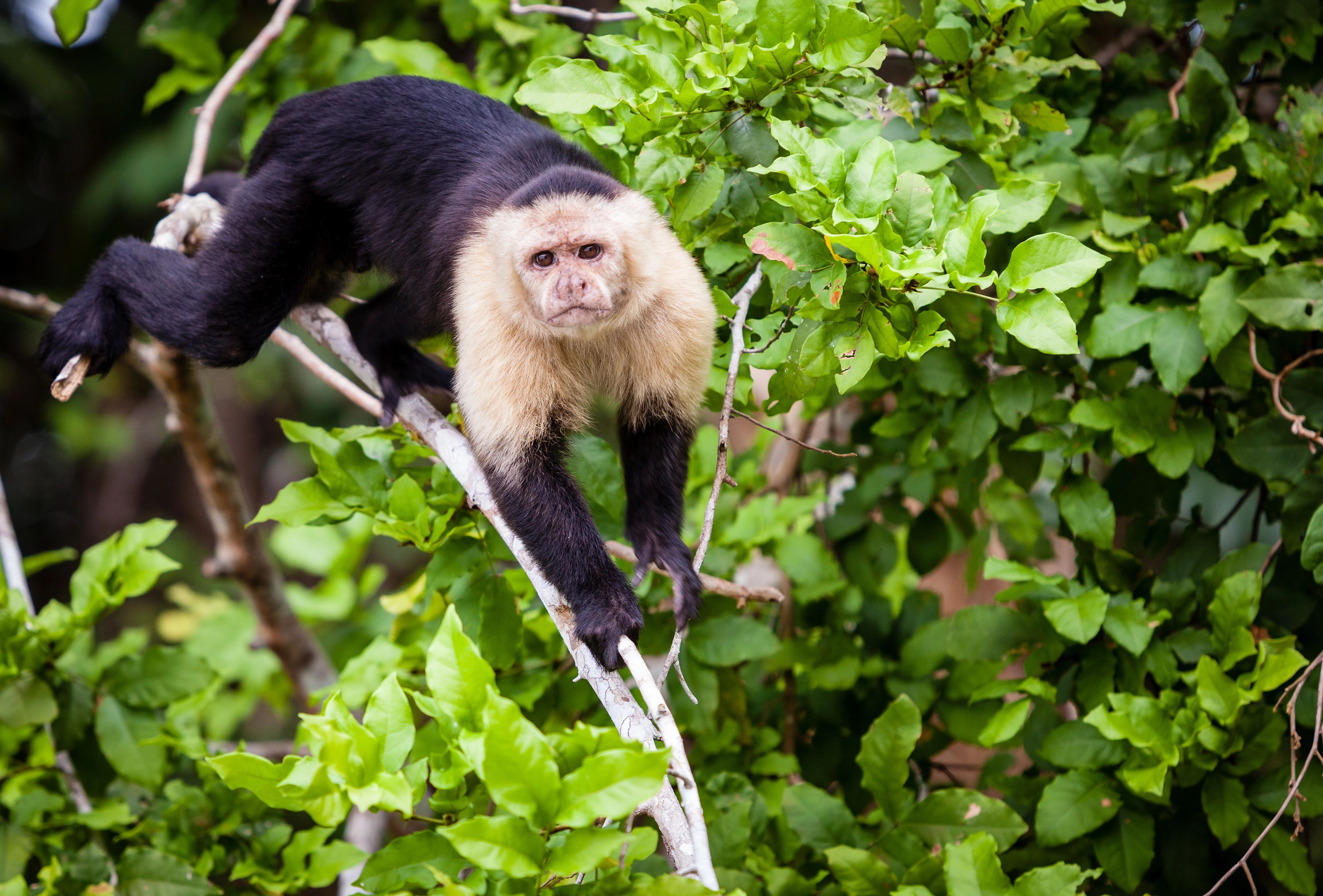 A white-headed Capuchin monkey, Panama