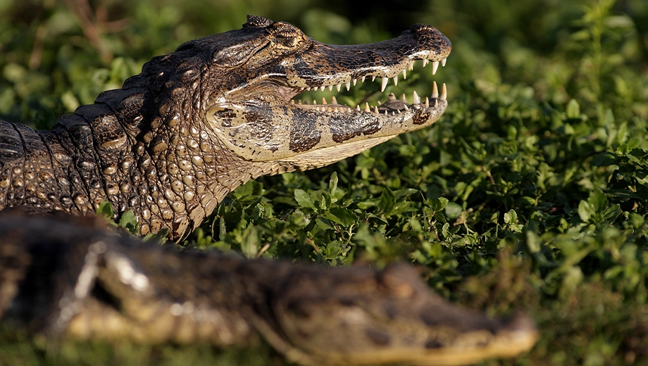 Black caiman close-up, Iberá Wetlands