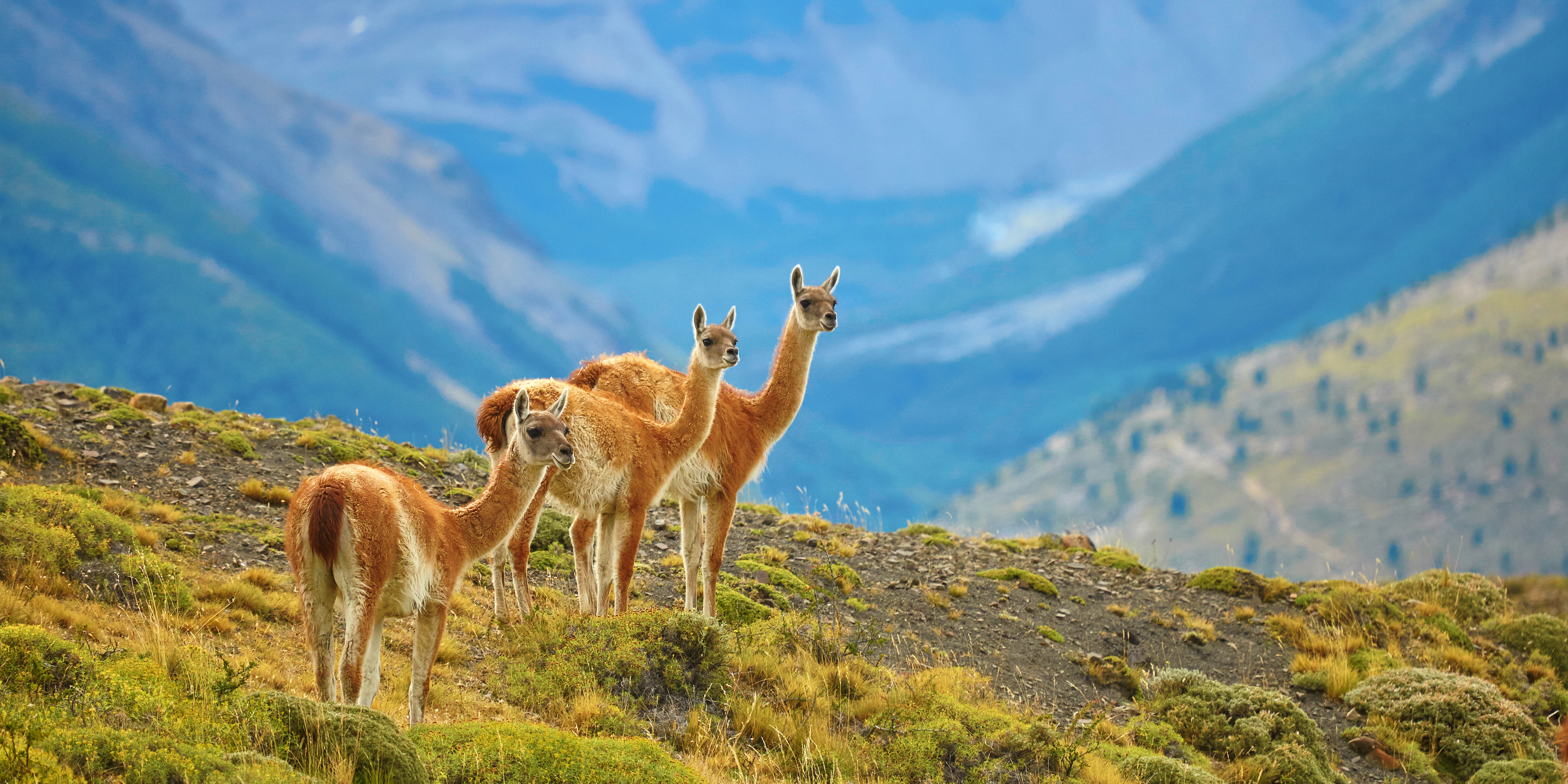 Chile_Guanacos