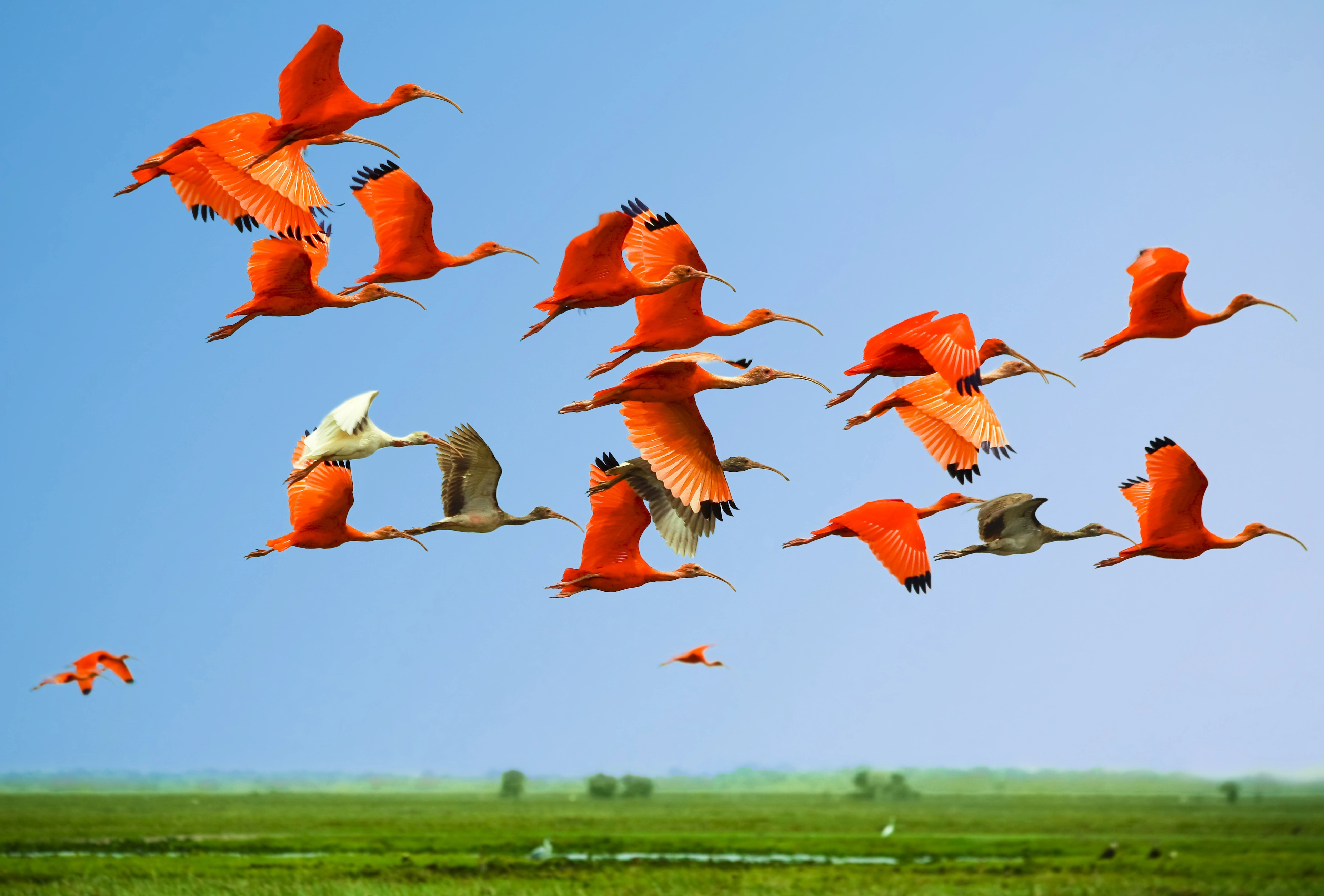 Guyana_Scarlet ibises in flight