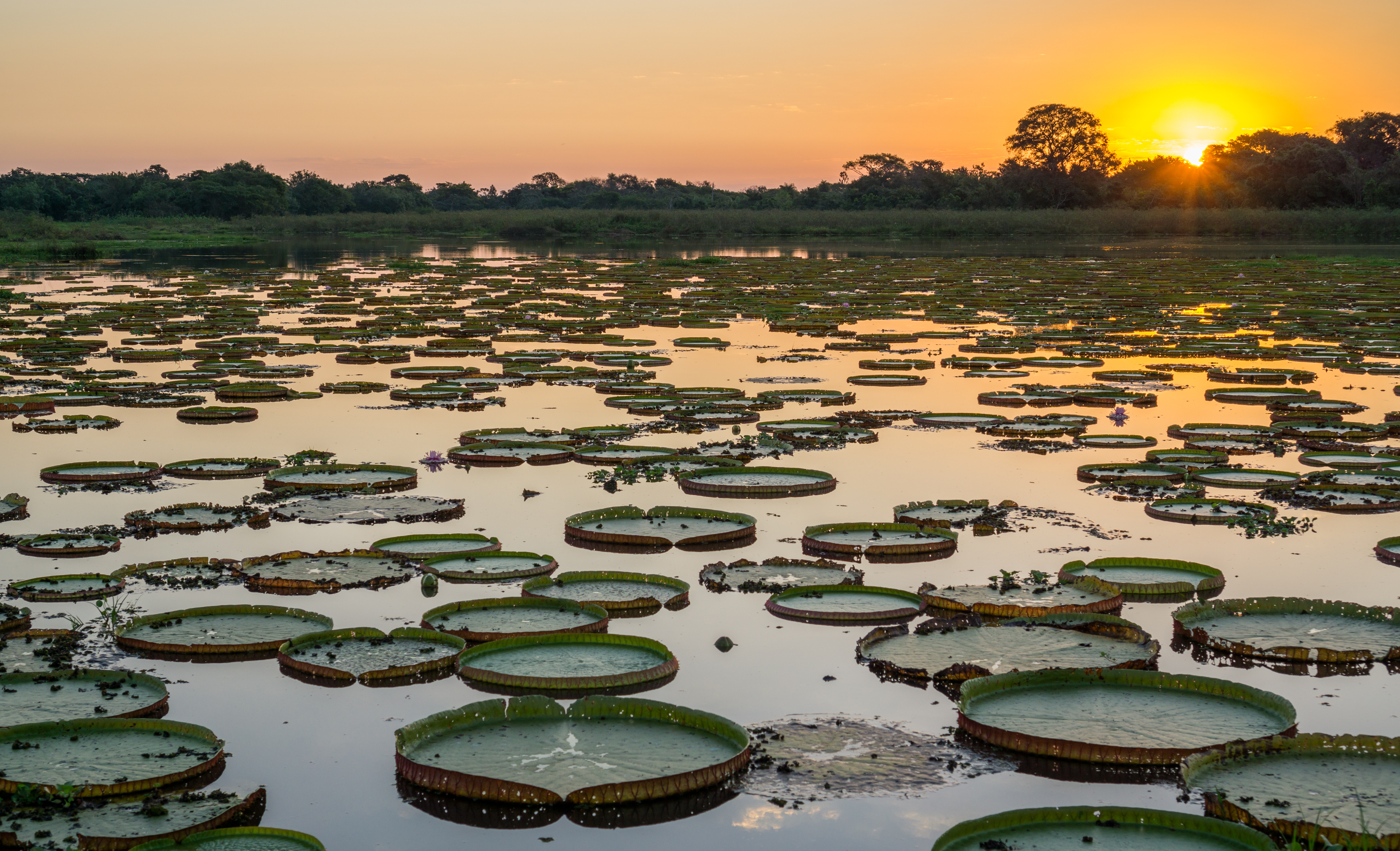 Brazil_Pantanal_Giant_Waterlillies