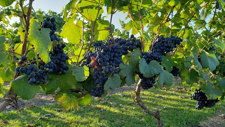 Uruguay_Carmelo_Black grapes