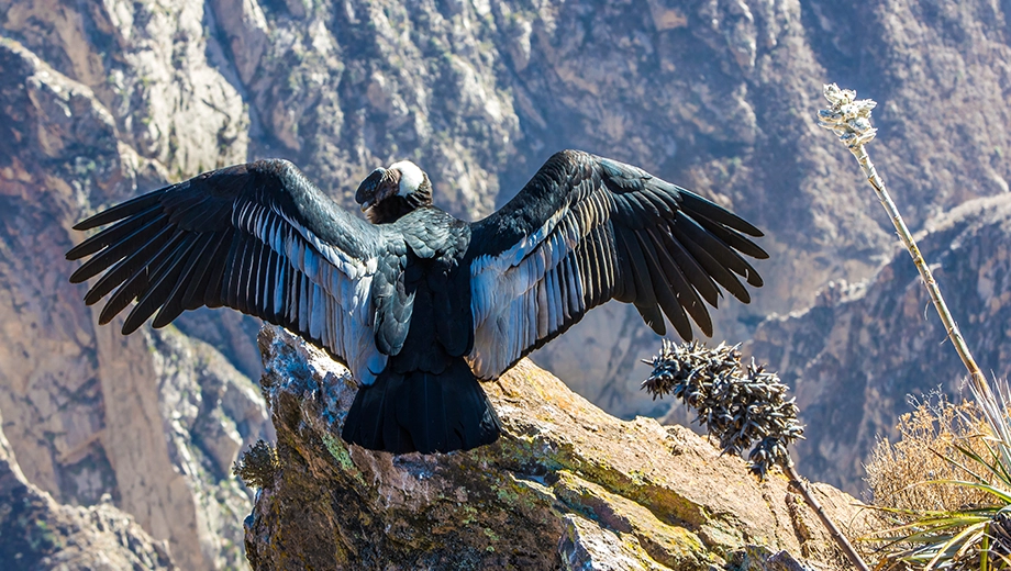 Condor close-up, Colca Canyon