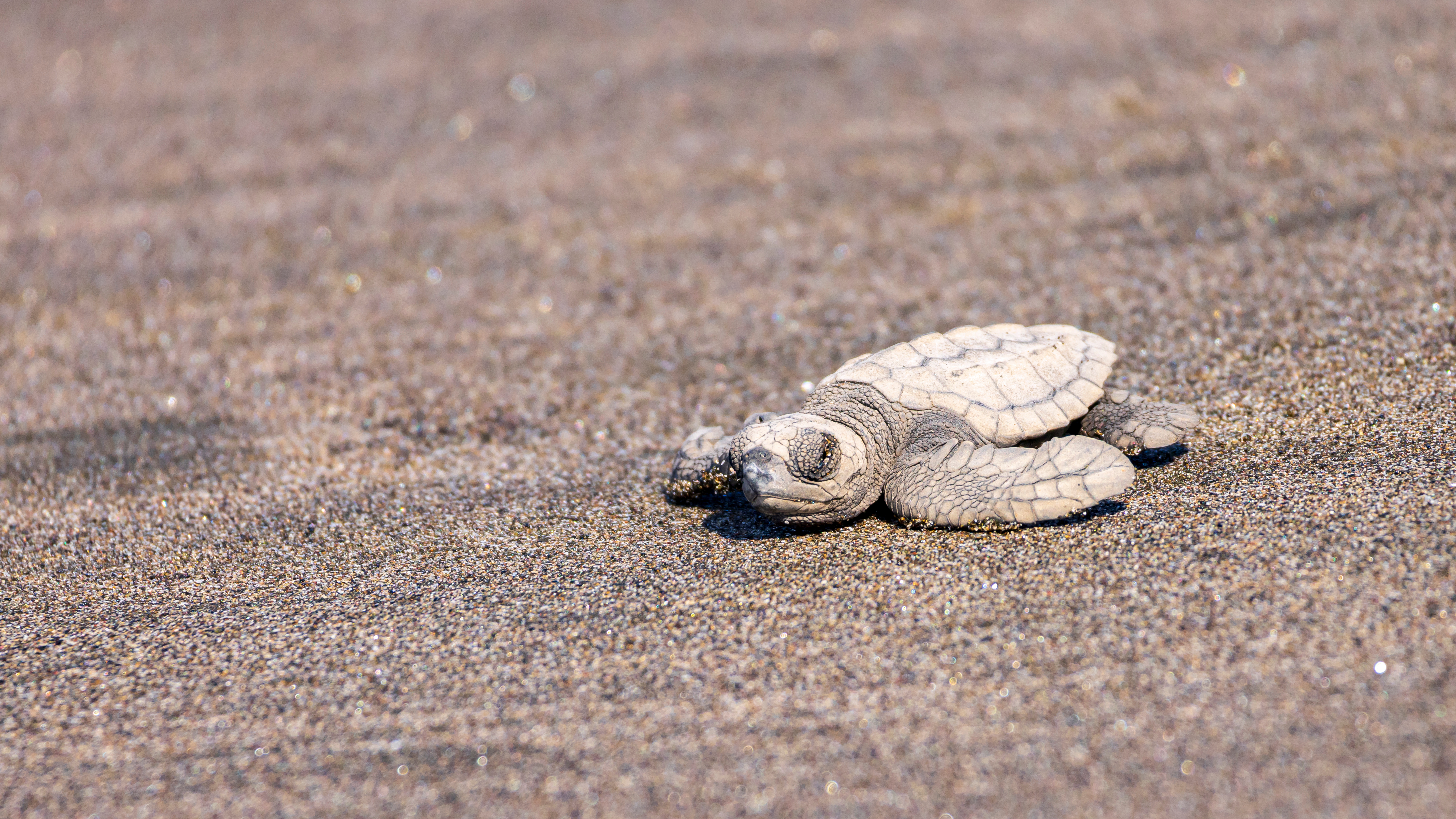 Nicaragua Juan Venado Island Nature Reserve View Of Newborn Baby Hawksbill Sea Turtle (Eretmochelys Imbricata) Released From Turtle Shelter At Beach