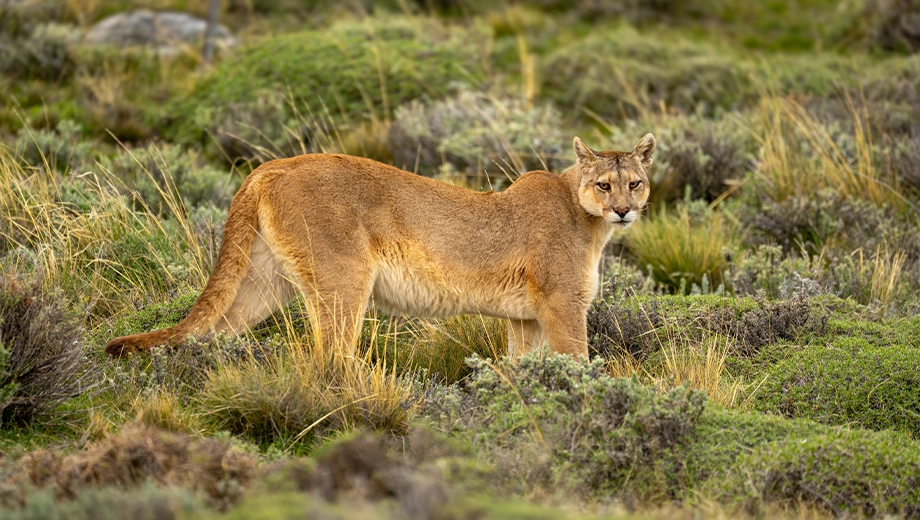 Puma, Torres del Paine