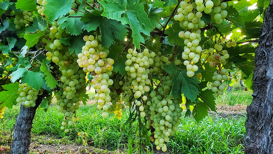 Uruguay_Carmelo_White grapes