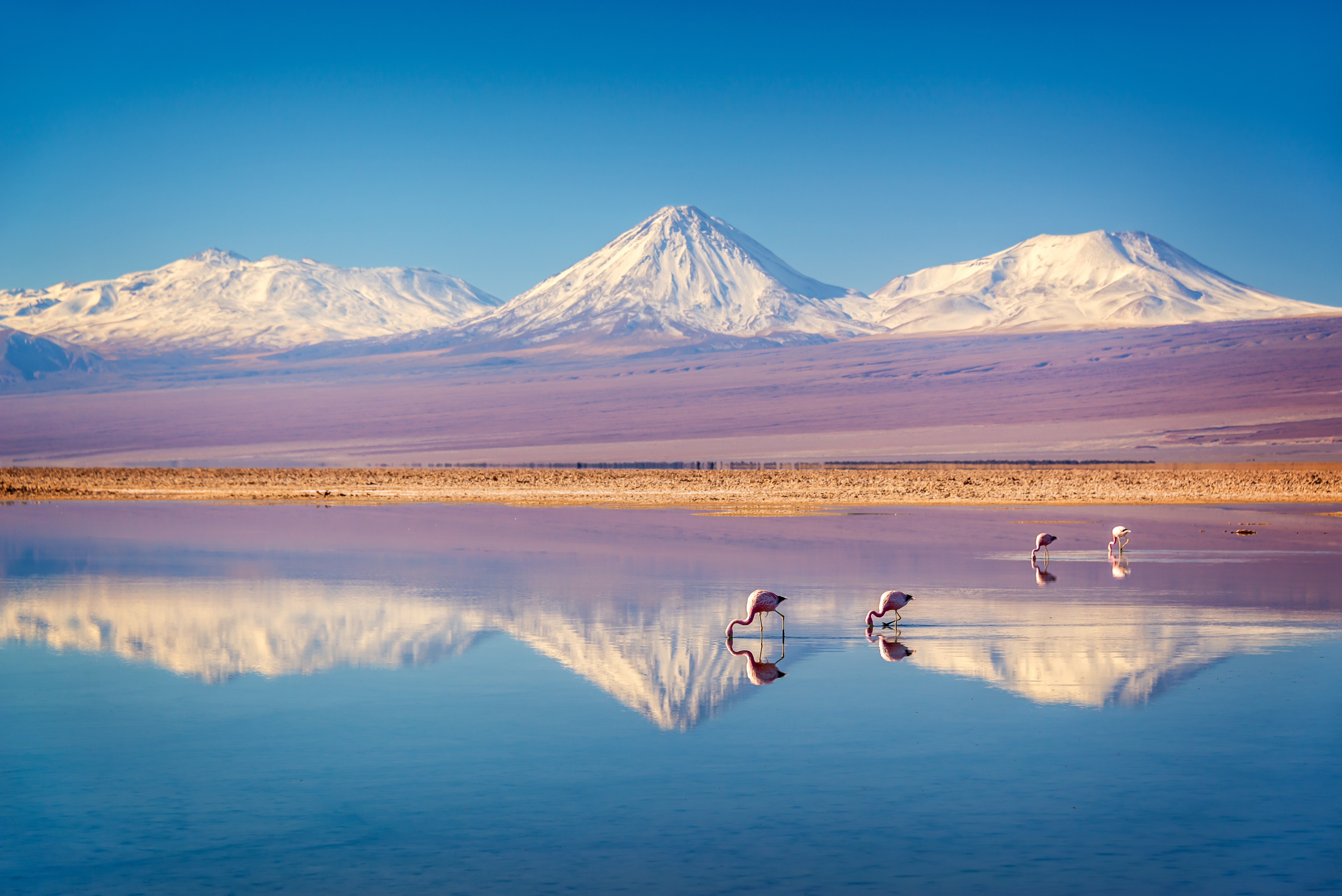 Chile_Atacama_Salt_Flat_Flamingo