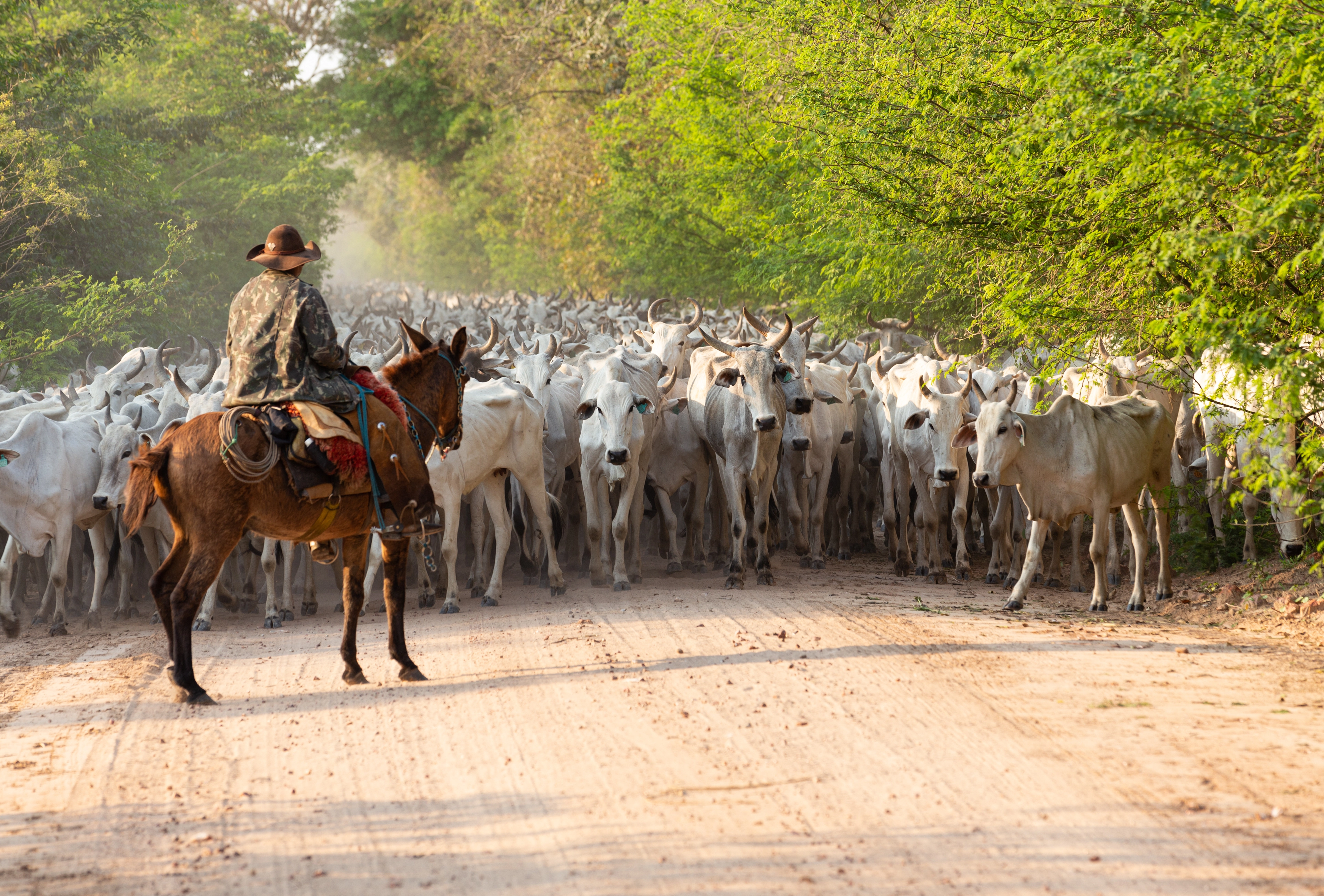 A herd of cattle driven by a Gaucho in Paraguay