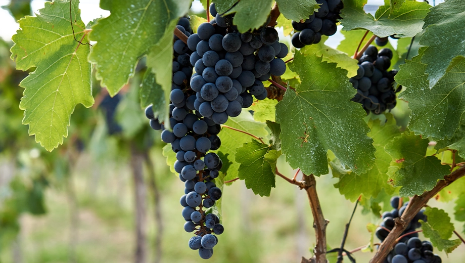 Malbec grapes on the vine, Mendoza