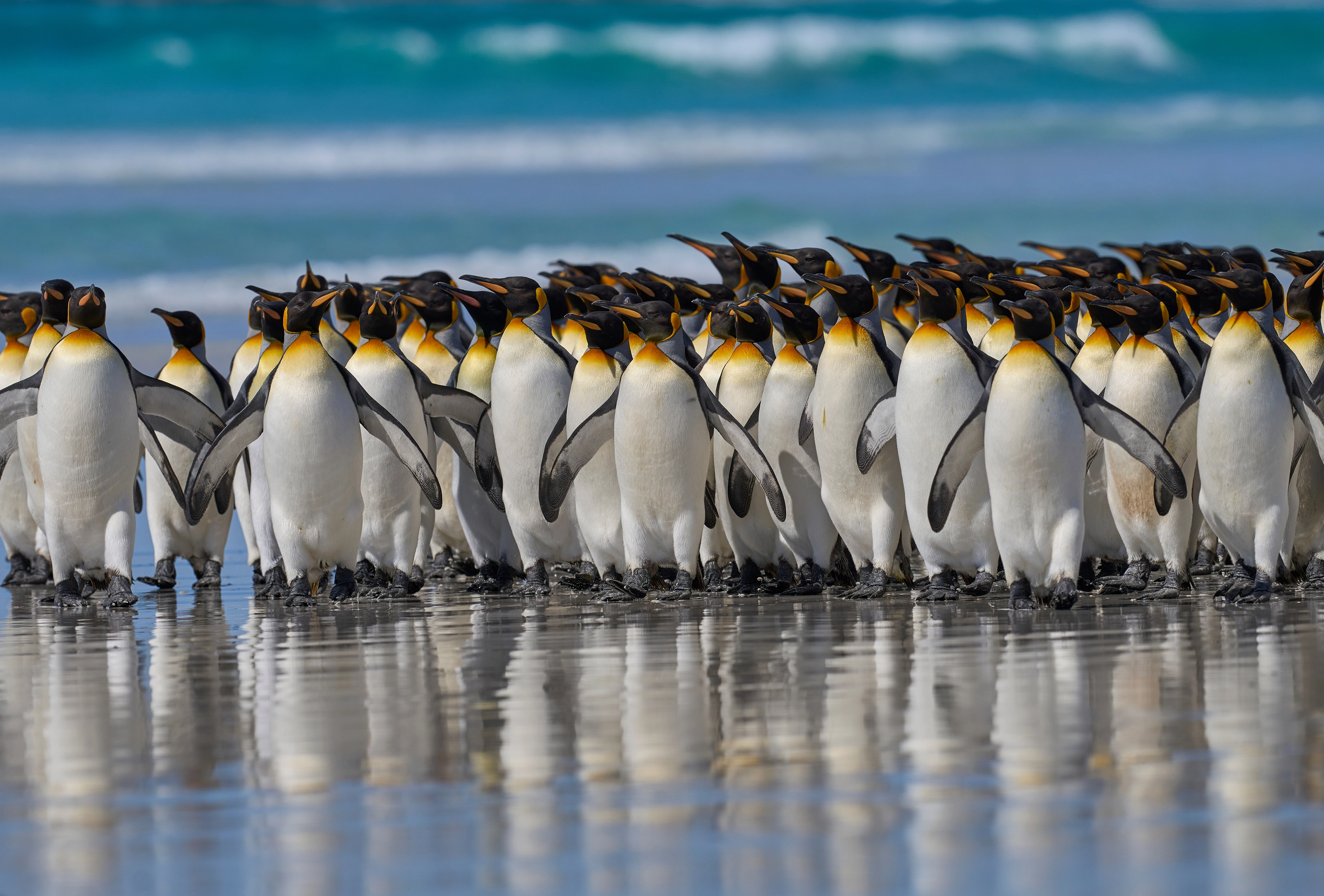 Falklands_Volunteer Point_King Penguins