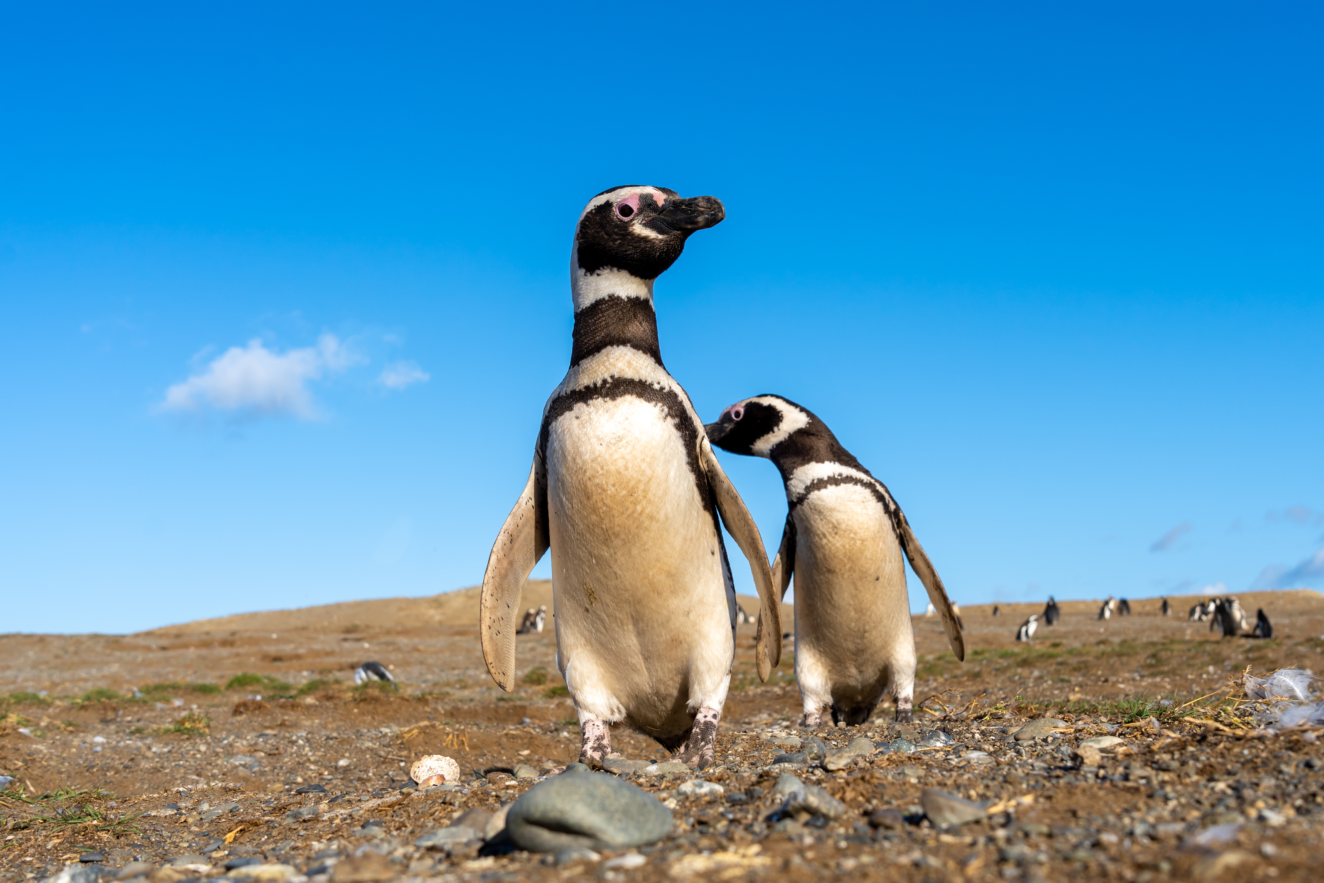 Chile_Punta_Arenas_Penguins