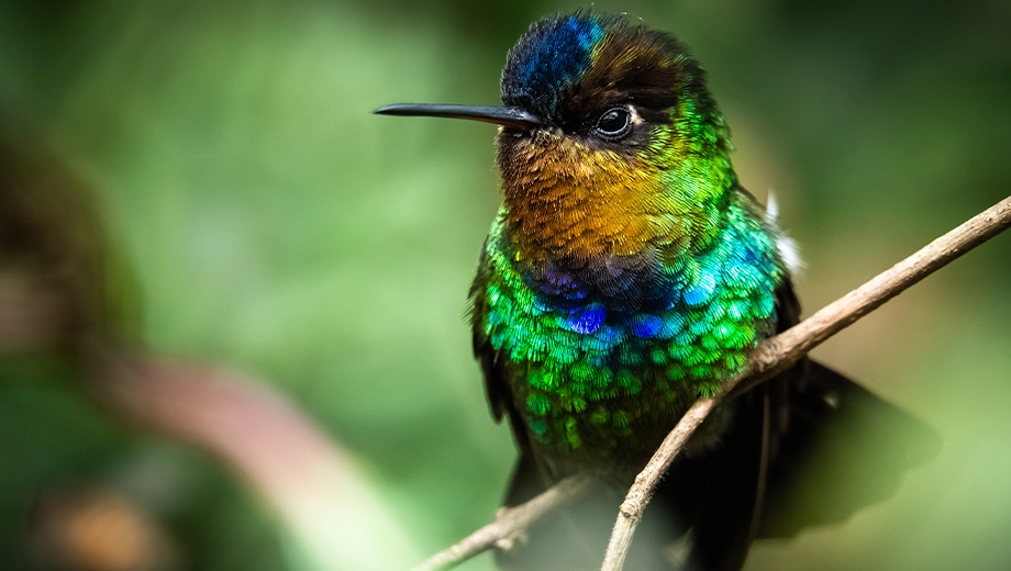 Fiery throated hummingbird, Boquete