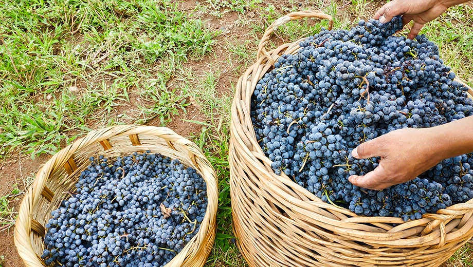 Syrah grapes from a Mexican vineyard