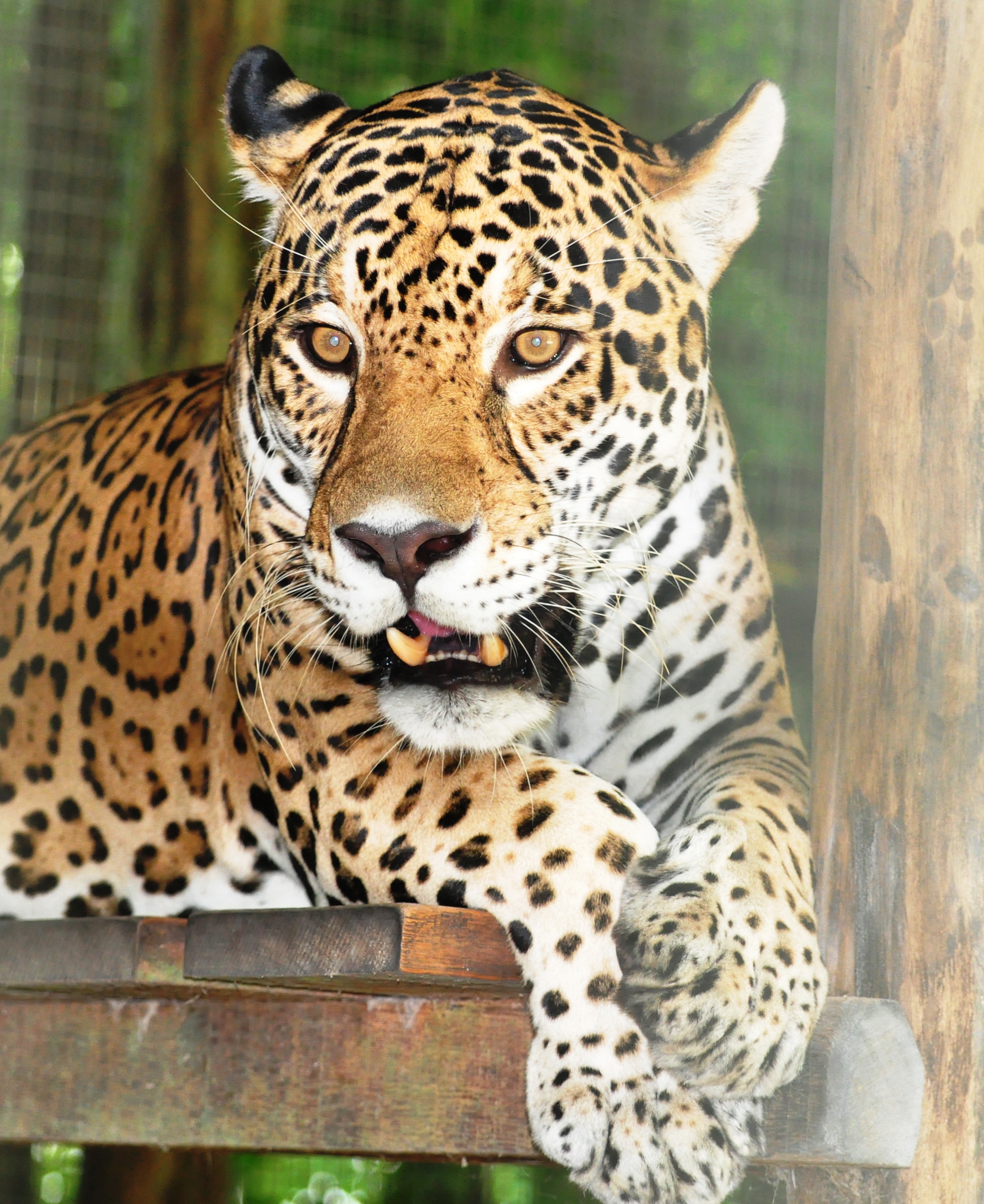 Wildlife Of The Amazon Rainforest Latin Routes